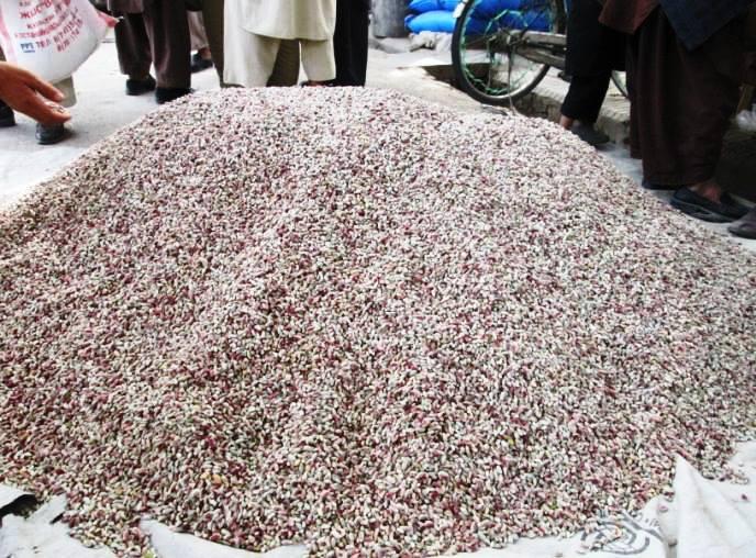 Pistachio cultivated on 11,000 acres of land in Samangan