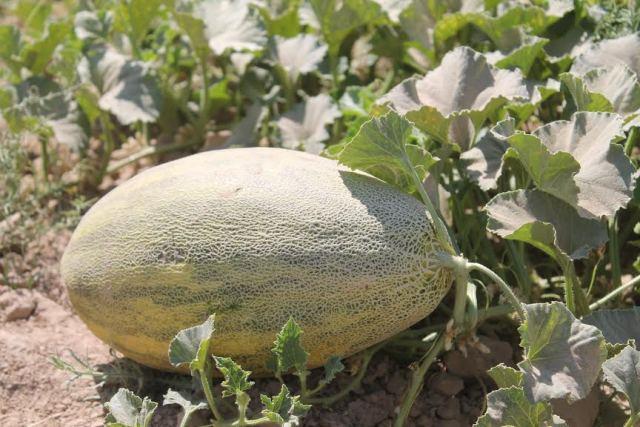 Samangan melon yield witnesses unprecedented boost