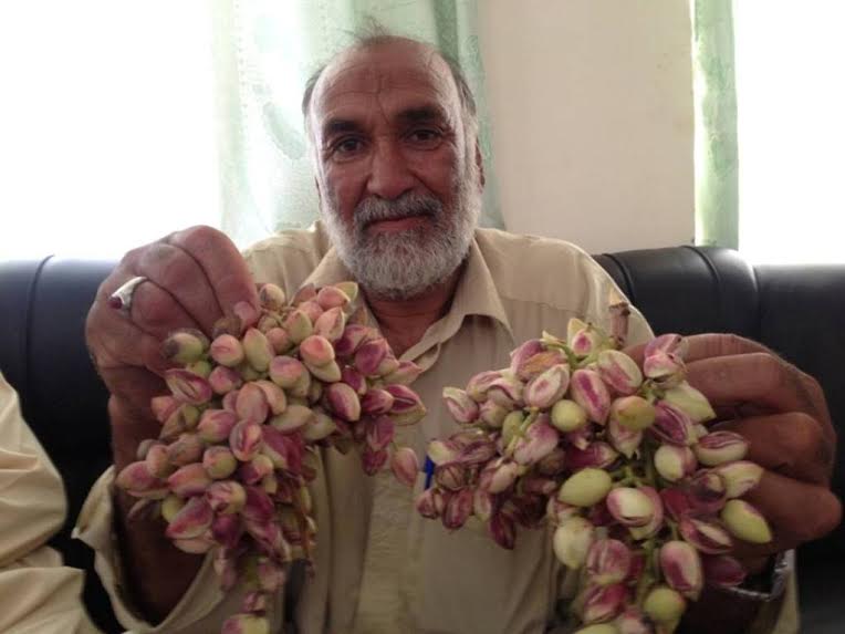 درختان پسته در فراه نتیجۀ مطلوب داده است