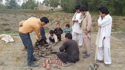 ميلۀ کلوخى کچالو در باميان رونق يافته است