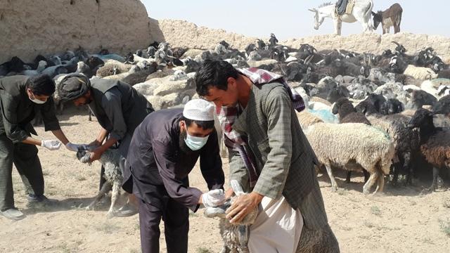 پنجاه هزار واکسين ضد مرض حيوانى براى سه ولايت اختصاص يافت