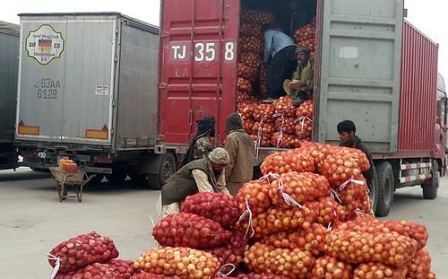 15 trucks carrying Afghan onion enter Amritsar