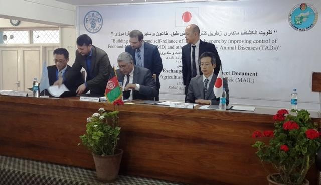 Japan’s project to boost Afghan livestock