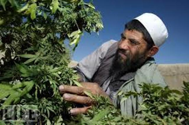 Hashish cultivated on 80pc of farmlands in Logar’s Azra district