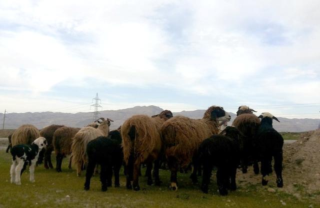 Barns to protect Wakhan livestock from leopards
