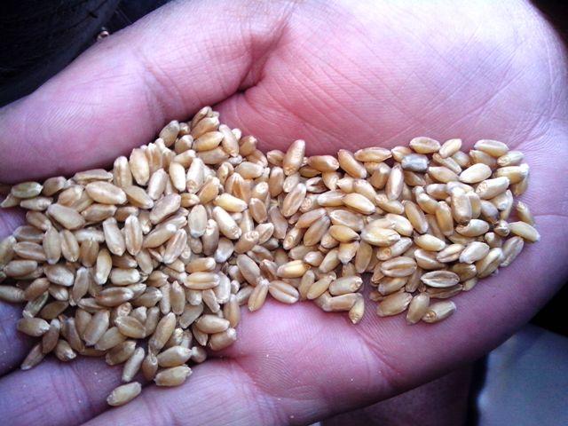 فروشنده‌گان: قيمت گندم در هرات افزايش يافته‌است