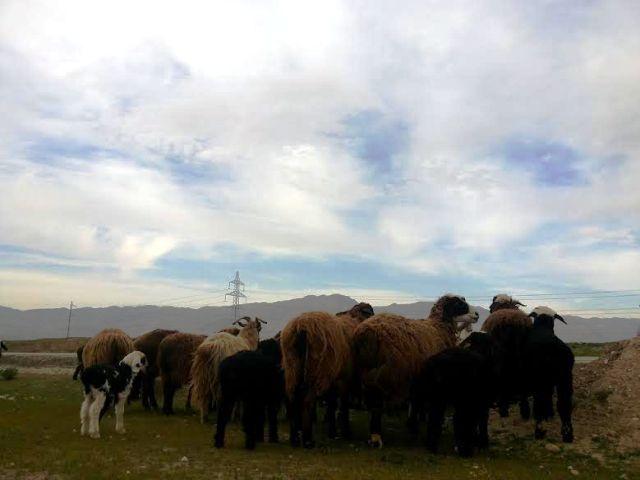 د بلخ کوچيان: زورواکي مو څاروي څرځايونو ته نه پرېږدي