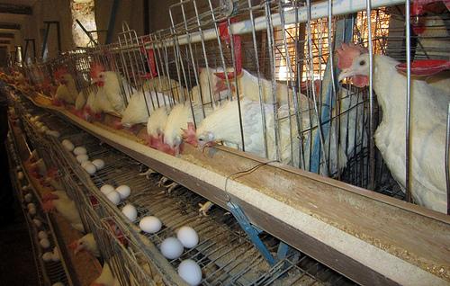 Poultry farms established for families of Kunduz war victims