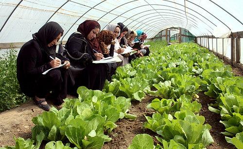 Women Receive Training On Cultivation – Pajhwok Afghan News