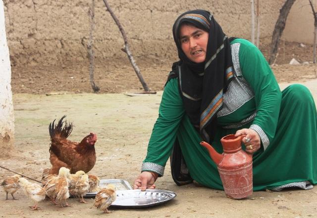Chicken being distributed to 2,200 Parwan women
