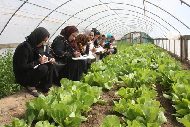 74 greenhouses for women built in east