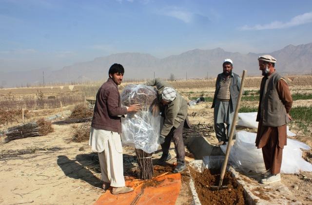 New orchards help Ghor families eke out living