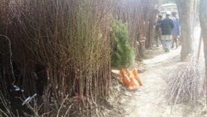 Forest rehabilitation project starts in Samangan