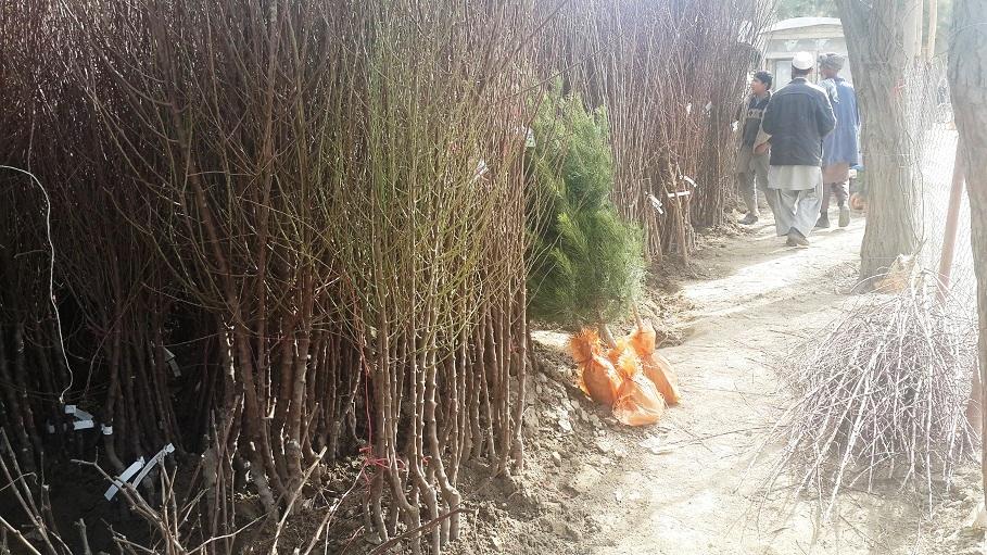 ١٧٠ هزار اصله نهال برای سال جدید در تخار غرس می‌شود