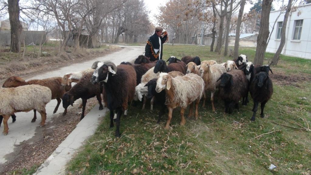 پوليس پروان رمۀ مواشى سرقت شده را به مالکش سپرد