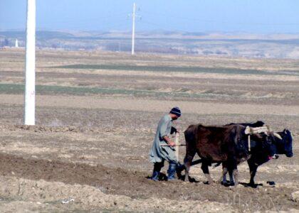 Drought damages Nimroz crops, forcing displacement