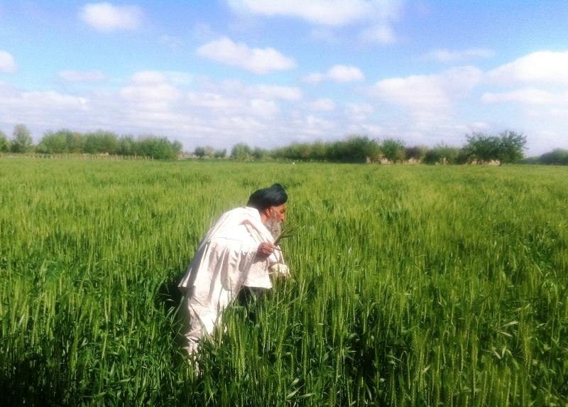 Helmand farmers expand wheat growing this year
