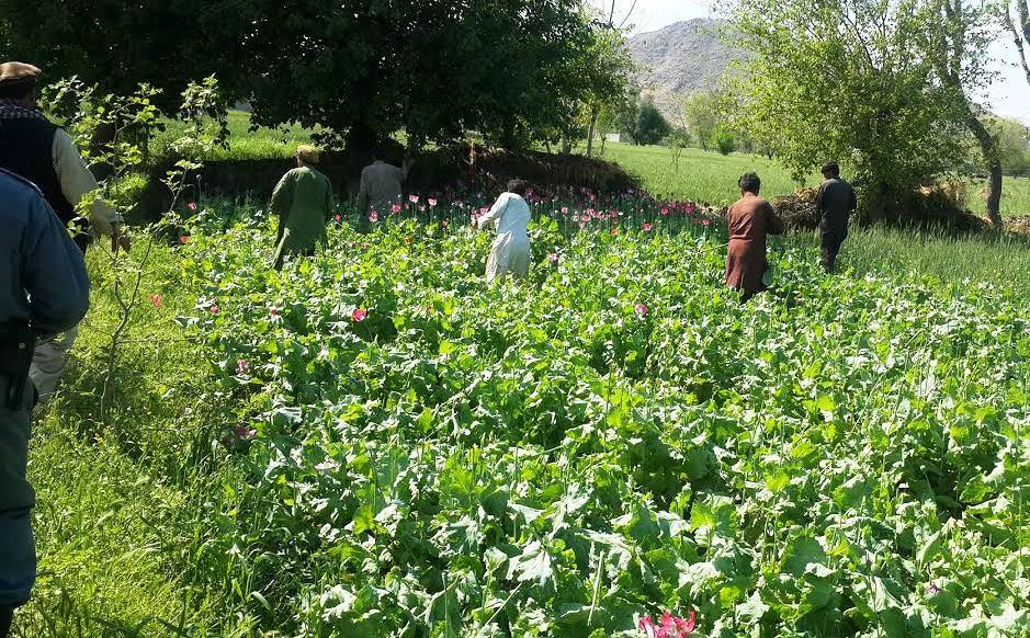 Poppies being erased beyond target in Nangarhar