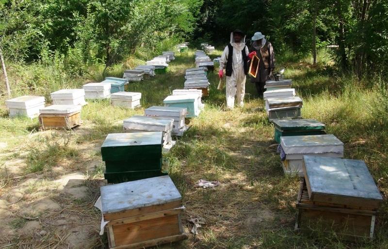 زنبورداران در بدخشان از کاهش تولید عسل در سال روان نگران اند