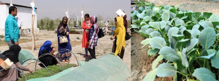 Nimroz women complete agriculture training course