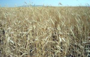 Wheat crops up in Samangan this year