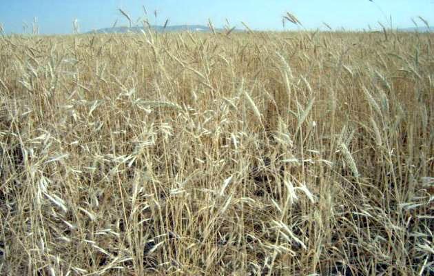 Wheat crops up in Samangan this year