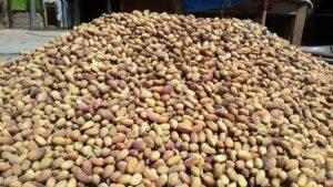 Badakhshan pistachio harvest 80pc down this year