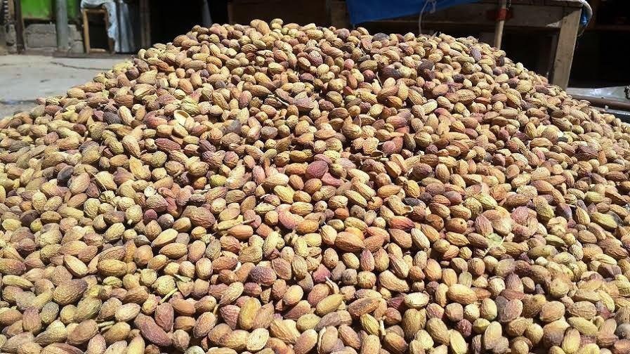 Takhar pistachio yield increases two-fold this year