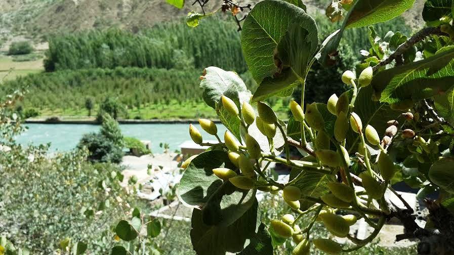 Pistachio harvest drops by 40pc in Badakshan