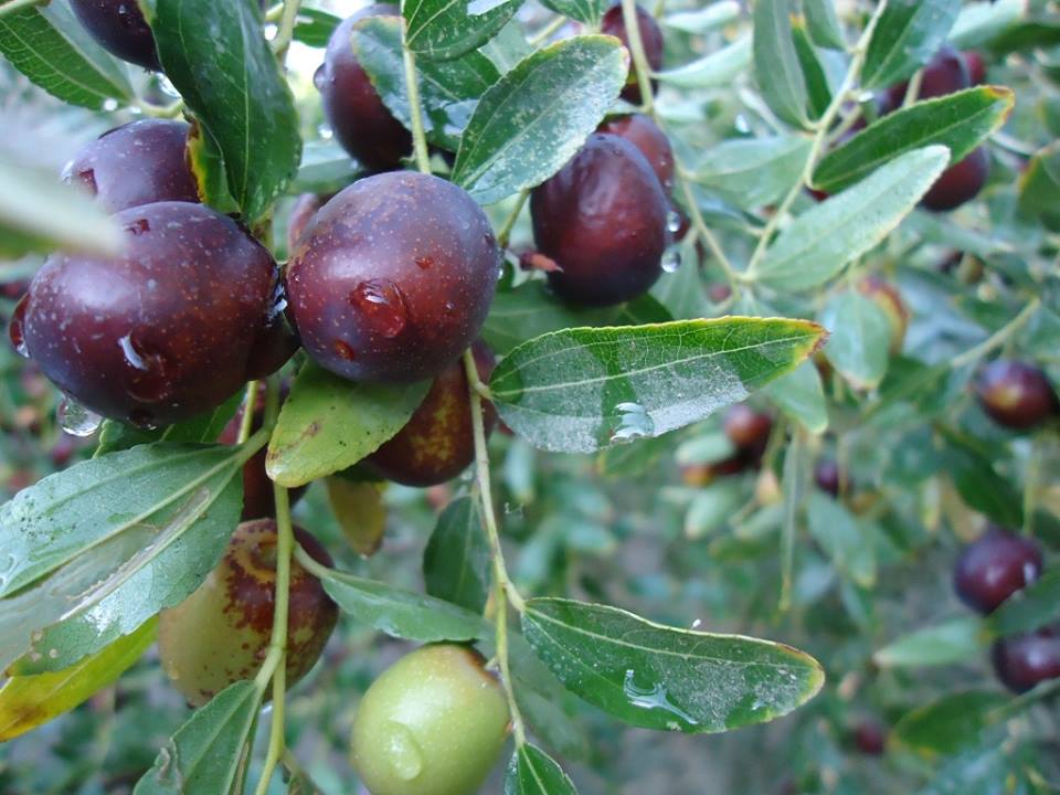 Jujube yield in Farah up, price doubles this year