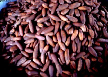 Bumper pine-nuts yield in Paktia but low price