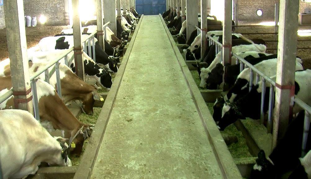 شمال کې د حيواناتو د ژغورنې په موخه د بروسلوز واکسين پيل شو