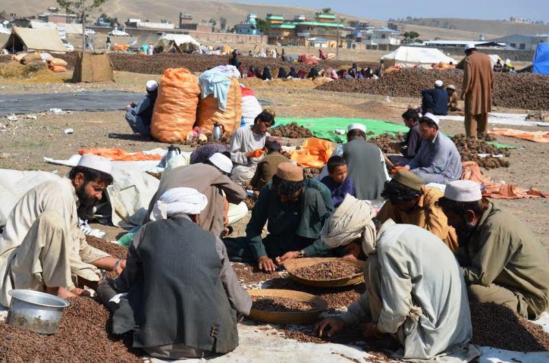 Kapisa clash over pine nuts leaves 2 dead, as many injured