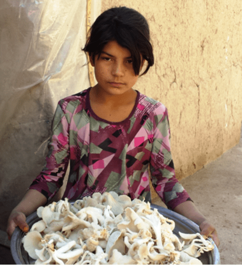 15 Samangan women trained in mushroom farming
