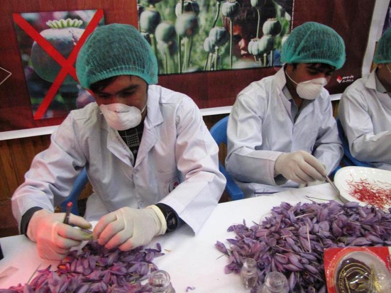 Herat set to produce more than 4 tonnes of saffron