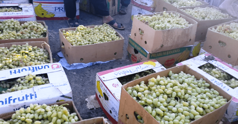 Raisin yield doubles but growers resent lack of facilities