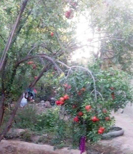 Kapisa pomegranate growers happy with bumper crop