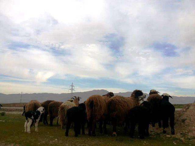 زورواکو په بلخ کې د کوچيانو ځمکې غصب کړې