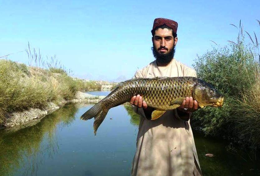 In Kandahar, fish-farming sees mushroom growth