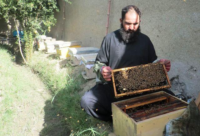 Apiculture, honey production significantly grow in Kandahar