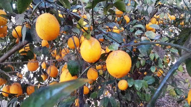 Lemon production increases in Takhar