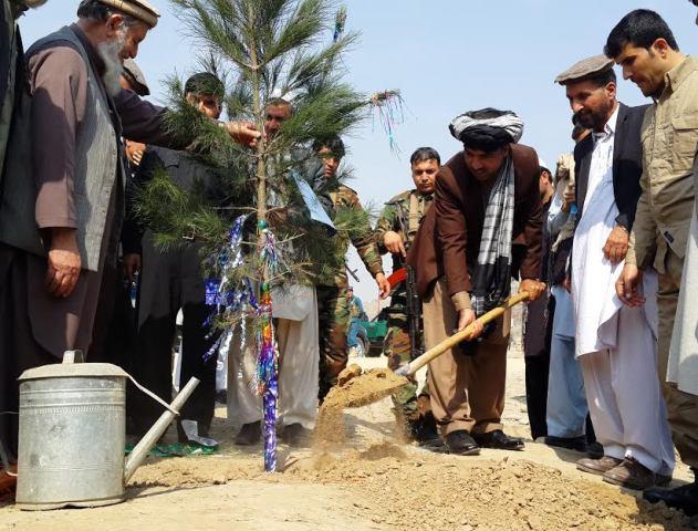 په خوست کې سږکال کابو يونيم ميليون نيالګي ايښودل کيږي