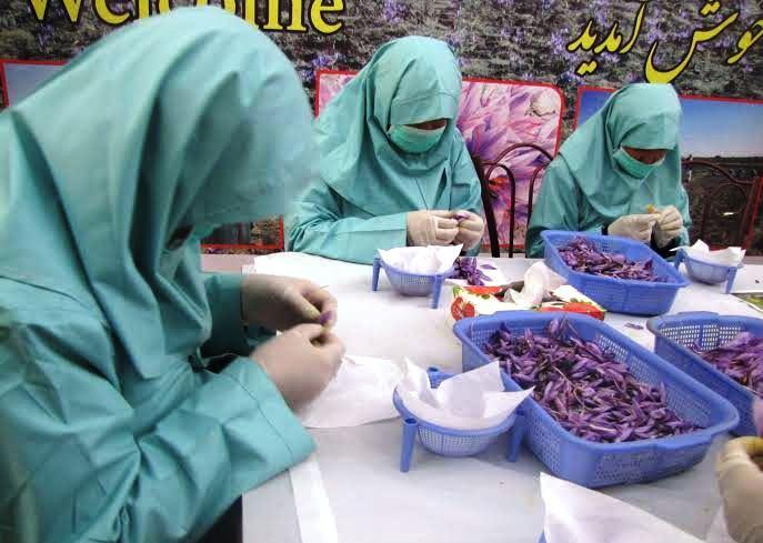 Saffron yield in Herat soars by 25pc to 4 tonnes