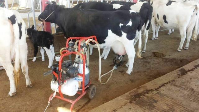 از ٦٠٠ فارم گاودارى در کندهار، روزانه ١١٠ هزار ليتر شير توليد مى شود