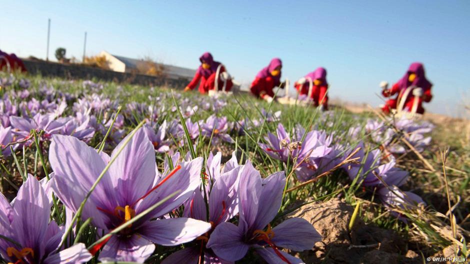 Daikundi farmers’ interest grows in saffron cultivation