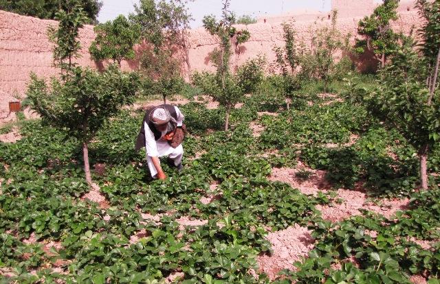 Most orchards found to be of low standard in Herat