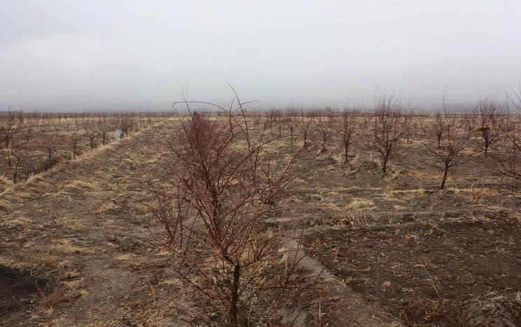 Orchards being planted on over 1,000 acres of Samangan land