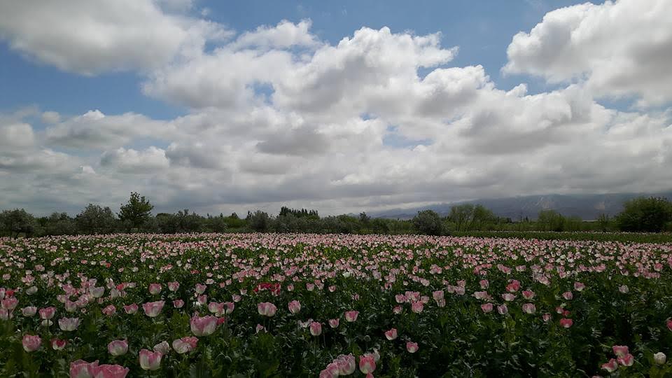 No action, poppy about to finish blooming in Balkh