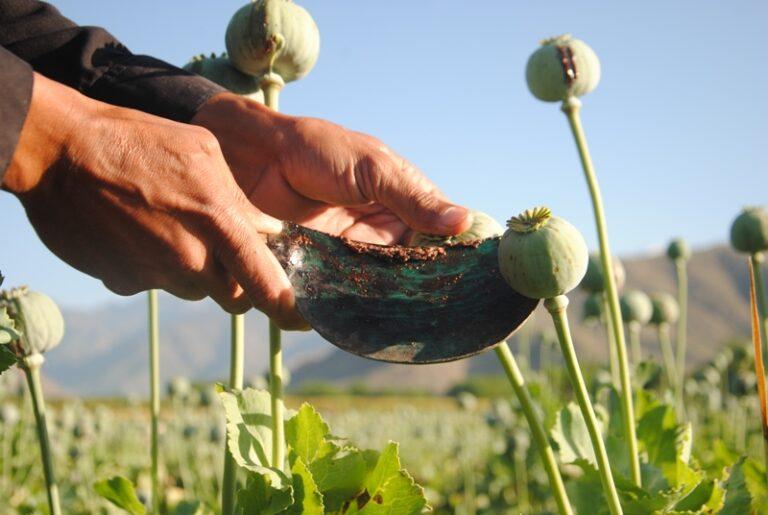 Poppy cultivation doubles in Baghlan, thanks to insecurity
