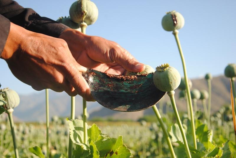 More Balkh land brought under poppy this year